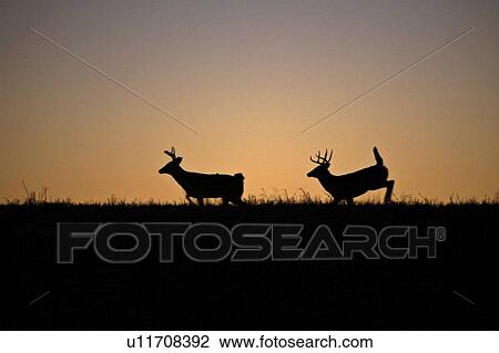 virginia, deer, known, virginianus, odocoileus, whitetailed View Large Photo Image Stock Image - virginia, deer, known, virginianus, odocoileus, whitetailed. Fotosearch