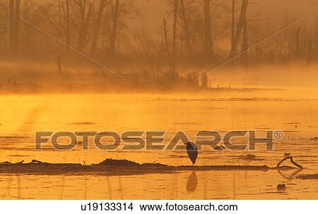 Picture - washington, fog, wetland, estuary, morning, county. Fotosearch