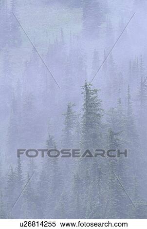 washington, forest, national, harts, wa, mountains View Large Photo Image Stock Photography - washington, forest, national, harts, wa, mountains. Fotosearch