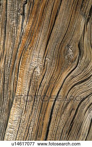 washington, patterns, tree, larch, western, wood View Large Photo Image Stock Photo - washington, patterns, tree, larch, western, wood. Fotosearch