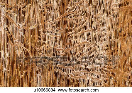 Picture - washington, patterns, wood, cedar, decaying, mold. Fotosearch