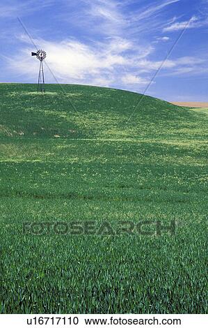 washington, wheat, palouse, sky, fields, windmill View Large Photo Image Stock Image - washington, wheat, palouse, sky, fields, windmill. Fotosearch