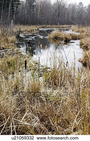 Stock Image - water, emily, woods, way, slew. Fotosearch