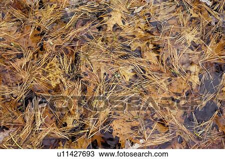 Stock Image - water, leaves, needles, pine, grass, fall. Fotosearch
