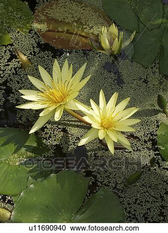 Stock Image - water, peaceful, beautiful, lily, yellow. Fotosearch