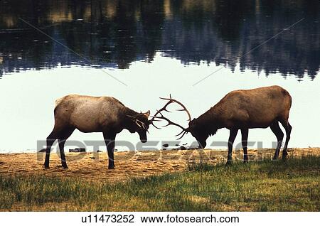 wcervus, bull, lake, estes, elk, sparing View Large Photo Image Stock Image - wcervus, bull, lake, estes, elk, sparing. Fotosearch