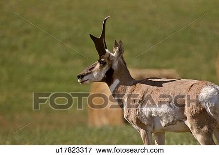 Stock Photo - western, antelope, saskatchewan, southern, scenic, pronghorn. Fotosearch