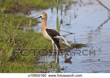 western, avocet, saskatchewan, scenic, shorebird, american View Large Photo Image Stock Image - western, avocet, saskatchewan, scenic, shorebird, american. Fotosearch
