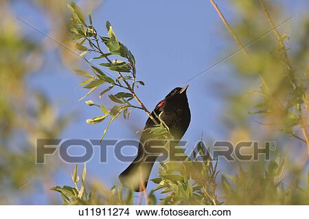 western, blackbird, saskatchewan, scenic, tree, redwinged View Large Photo Image Picture - western, blackbird, saskatchewan, scenic, tree, redwinged. Fotosearch