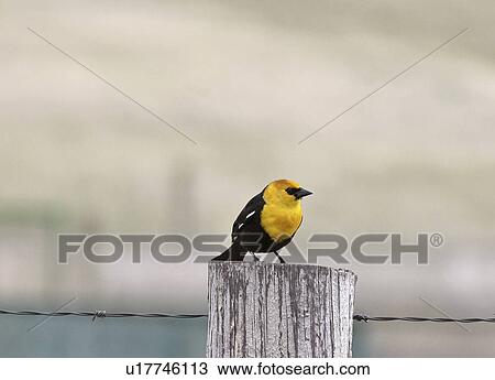 western, blackbird, saskatchewan, scenic, post, yellowheaded View Large Photo Image Stock Image - western, blackbird, saskatchewan, scenic, post, yellowheaded. Fotosearch