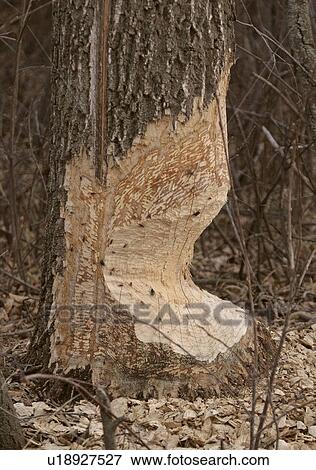 Stock Photo - western, chewed, saskatchewan, scenic, tree, beaver. Fotosearch