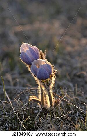Stock Photo - western, crocus, emblem, flower, saskatchewans, prairie. Fotosearch