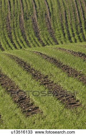Stock Image - western, crop, saskatchewan, scenic, rows, new. Fotosearch