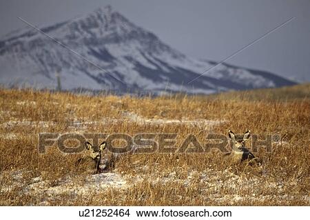 Picture - western, deer, habitat, hermionus, odocoileus, mule. Fotosearch