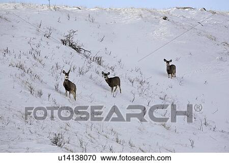 Stock Image - western, deer, habitat, hermionus, odocoileus, mule. Fotosearch
