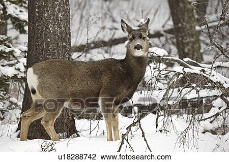 Stock Image - western, deer, habitat, hermionus, odocoileus, mule. Fotosearch
