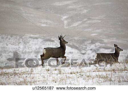 Stock Photo - western, deer, habitat, hermionus, odocoileus, mule. Fotosearch
