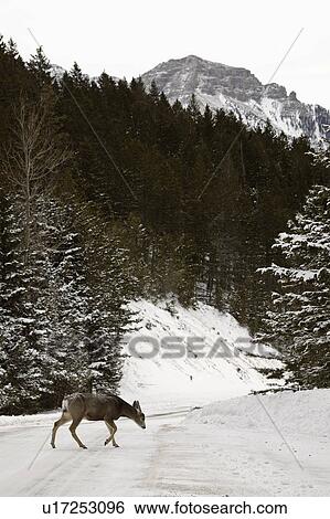 Stock Photograph - western, deer, habitat, hermionus, odocoileus, mule. Fotosearch