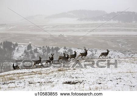 Stock Photography - western, deer, habitat, hermionus, odocoileus, mule. Fotosearch