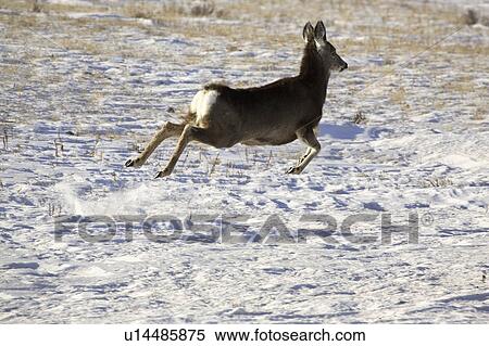 Stock Photography - western, deer, habitat, hermionus, odocoileus, mule. Fotosearch