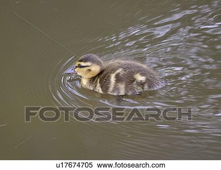 western, duckling, saskatchewan, scenic, pond, mallard View Large Photo Image Stock Photography - western, duckling, saskatchewan, scenic, pond, mallard. Fotosearch