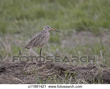 Stock Image - western, godwit, saskatchewan, scenic, field, marbled. Fotosearch