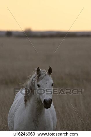 Stock Photo - western, horse, saskatchewan, scenic, field, white. Fotosearch