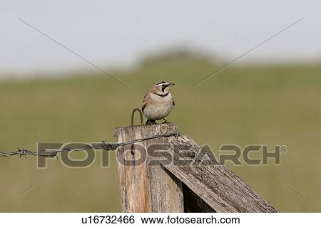 western, lark, saskatchewan, scenic, post, horned View Large Photo Image Stock Photograph - western, lark, saskatchewan, scenic, post, horned. Fotosearch
