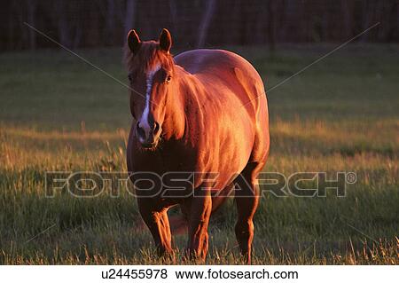 western, pasture, saskatchewan, scenic, sunset, horse View Large Photo Image Stock Photo - western, pasture, saskatchewan, scenic, sunset, horse. Fotosearch
