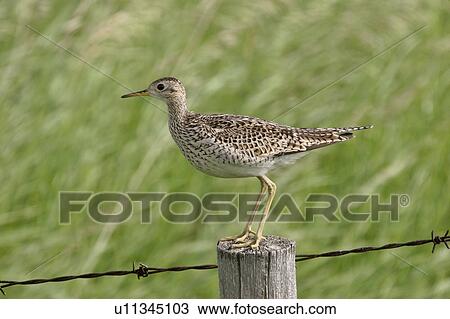 western, sandpiper, saskatchewan, scenic, post, upland View Large Photo Image Stock Image - western, sandpiper, saskatchewan, scenic, post, upland. Fotosearch