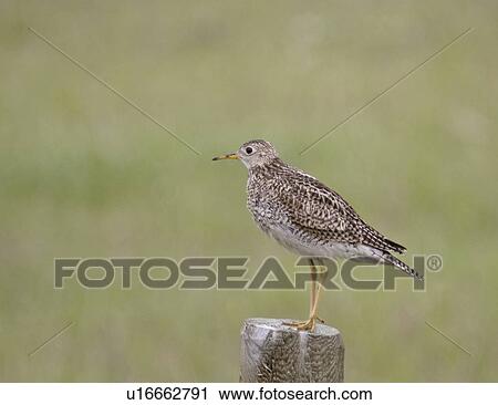 Stock Image - western, sandpiper, saskatchewan, scenic, post, upland. Fotosearch
