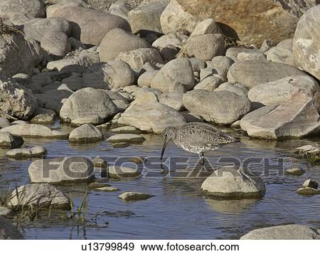 Stock Photo - western, sandpiper, saskatchewan, scenic, water, upland. Fotosearch