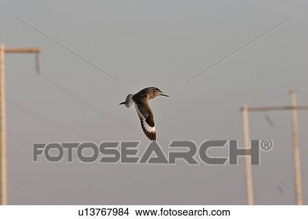 Picture - western, shorebird, saskatchewan, scenic, flight, willet. Fotosearch
