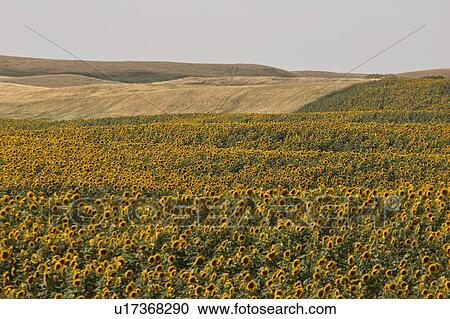 western, sunflowers, saskatchewan, southern, scenic, field View Large Photo Image Stock Image - western, sunflowers, saskatchewan, southern, scenic, field. Fotosearch