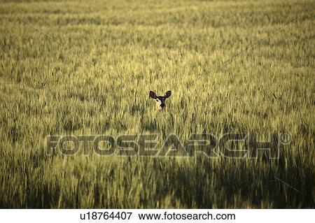 Stock Photo - wheat, deer, field, lying, doe, mule. Fotosearch
