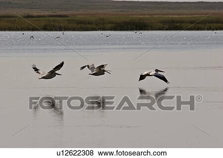 Stock Photo - white, chaplin, flight, pelicans, american. Fotosearch