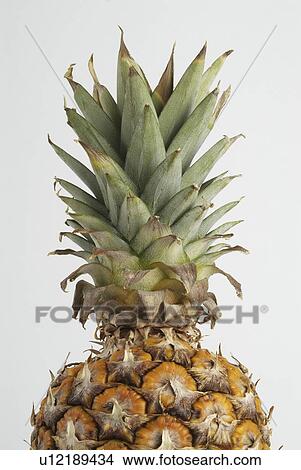 Picture - white, cook, comestible, background, pineapple. Fotosearch