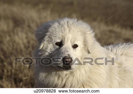 Stock Photo - white, early, dog, farm, big. Fotosearch