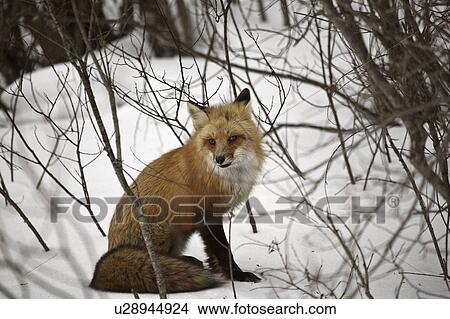 white, fox, rusty, commonly, vulpes, red View Large Photo Image Picture - white, fox, rusty, commonly, vulpes, red. Fotosearch