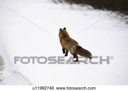 white, fox, rusty, commonly, vulpes, red View Large Photo Image Stock Photo - white, fox, rusty, commonly, vulpes, red. Fotosearch