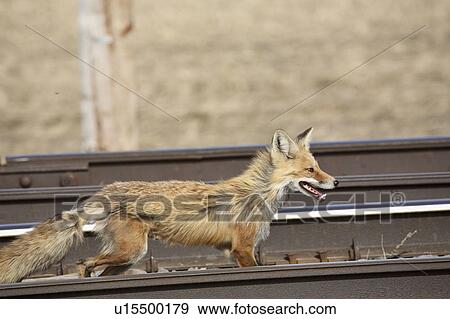 Stock Photo - white, fox, rusty, commonly, vulpes, red. Fotosearch