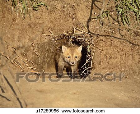 Stock Photograph - white, fox, rusty, commonly, vulpes, red. Fotosearch