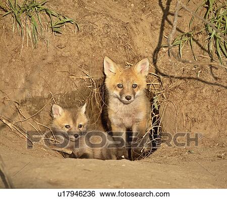 white, fox, rusty, commonly, vulpes, red View Large Photo Image Stock Photograph - white, fox, rusty, commonly, vulpes, red. Fotosearch