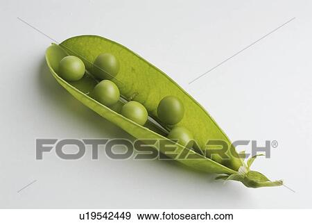 white, plant, green, background, peas View Large Photo Image Stock Photo - white, plant, green, background, peas. Fotosearch