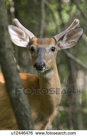 whitetail, velvet, antlers, deer, male View Large Photo Image Stock Photograph - whitetail, velvet, antlers, deer, male. Fotosearch
