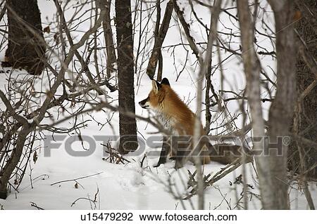 widest, fox, foxes, familiar, vulpes, red View Large Photo Image Stock Image - widest, fox, foxes, familiar, vulpes, red. Fotosearch