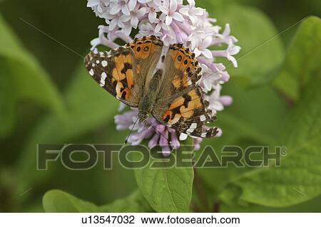 wildflower, butterfly, toothwort, leaved, cut, monarch View Large Photo Image Stock Image - wildflower, butterfly, toothwort, leaved, cut, monarch. Fotosearch