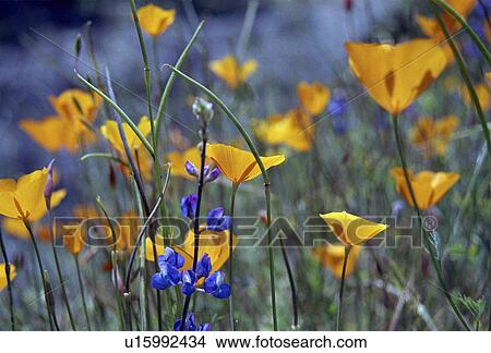 Picture - wildflowers, valley, poppies, poppy, california, yosemite. Fotosearch