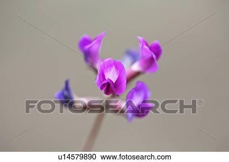 Stock Image - wildflowers, wildflower, saskatchewan, purple. Fotosearch