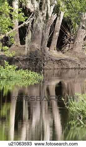 Stock Image - wildlife, everglades, usa, florida, scenic, view. Fotosearch